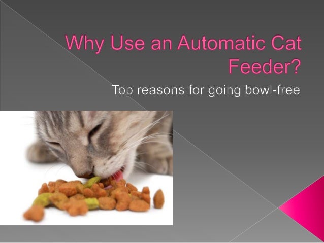 Why Use An Automatic Cat Feeder