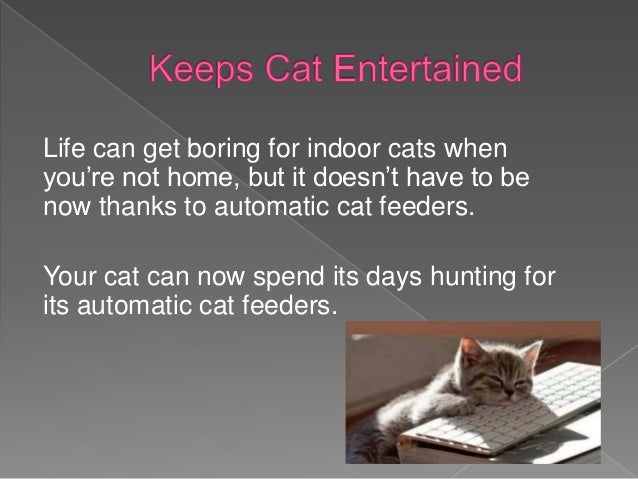 Why Use An Automatic Cat Feeder