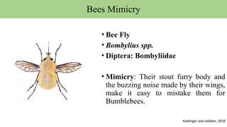 Bees Mimicry
• Bee Fly
• Bombylius spp.
• Diptera: Bombyliidae
• Mimicry: Their stout furry body and
the buzzing noise made by their wings,
make it easy to mistake them for
Bumblebees.
Kastinger and webber, 2018
 