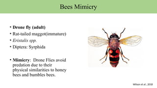 • Drone fly (adult)
• Rat-tailed maggot(immature)
• Eristalis spp.
• Diptera: Syrphida
• Mimicry: Drone Flies avoid
predation due to their
physical similarities to honey
bees and bumbles bees.
Bees Mimicry
Wilson et al., 2018
 