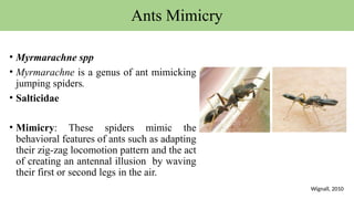 Ants Mimicry
• Myrmarachne spp
• Myrmarachne is a genus of ant mimicking
jumping spiders.
• Salticidae
• Mimicry: These spiders mimic the
behavioral features of ants such as adapting
their zig-zag locomotion pattern and the act
of creating an antennal illusion by waving
their first or second legs in the air.
Wignall, 2010
 