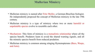 Mullerian Mimicry
• Mullerian mimicry is named after Fritz Muller, a German-Brazilian biologist.
He independently proposed the concept of Mullerian mimicry in the late 19th
century.
• Mullerian mimicry is a type of mimicry where two or more harmful or
unpalatable species evolve to resemble each other.
• Mechanism: This form of mimicry is a mutualistic relationship where all the
species benefit. Predators learn to avoid the shared warning signals, and all
the mimetic species benefit from reduced predation.
• Mullerian mimicry is common among stinging Hymenopterans (Bees, Wasps,
and Ants).
Sherratt, 2008.
 