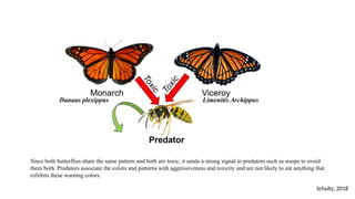 Danaus plexippus Limenitis Archippus
Schultz, 2018
Since both butterflies share the same pattern and both are toxic, it sends a strong signal to predators such as wasps to avoid
them both. Predators associate the colors and patterns with aggressiveness and toxicity and are not likely to eat anything that
exhibits these warning colors.
 