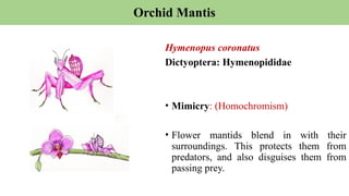 Orchid Mantis
Hymenopus coronatus
Dictyoptera: Hymenopididae
• Mimicry: (Homochromism)
• Flower mantids blend in with their
surroundings. This protects them from
predators, and also disguises them from
passing prey.
 