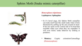 Hemeroplanes triptolemus
Lepidoptera: Sphingidae
• In it’s larval stage, this Sphinx Moth caterpillar
can make itself look like small snake when it feels
threatened by puffing up the area around its head.
It has two spots on the ventral side of its head that
resemble snake eyes when they are expanded. It
will even mimic snake behavior by striking at
predators.
• Mimicry: Cryptic coloration/Camouflage
(Homomorphism)
Sphinx Moth (Snake mimic caterpillar)
 