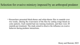 • Researchers presented black-thorax and white-thorax flies to mantids over
two weeks, altering the evasiveness of the flies by cutting wings based on
color patterns. Each mantid had one training treatment, and there were 20
mantids per treatment. The study aimed to observe the influence on evasive
behavior during predator interactions.
Henry and Sherratt, 2023
Selection for evasive mimicry imposed by an arthropod predator
 