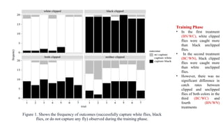 Figure 1. Shows the frequency of outcomes (successfully capture white flies, black
flies, or do not capture any fly) observed during the training phase.
Training Phase
• In the first treatment
(BN/WC), white clipped
flies were caught more
than black unclipped
flies.
• In the second treatment
(BC/WN), black clipped
flies were caught more
than white unclipped
flies.
• However, there was no
significant difference in
catch rates between
clipped and unclipped
flies of both colors in the
third (BC/WC) and
fourth (BN/WN)
treatments
 