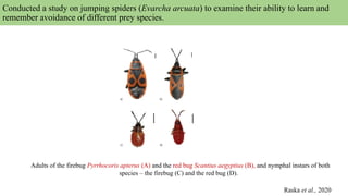 Conducted a study on jumping spiders (Evarcha arcuata) to examine their ability to learn and
remember avoidance of different prey species.
Raska et al., 2020
Adults of the firebug Pyrrhocoris apterus (A) and the red bug Scantius aegyptius (B), and nymphal instars of both
species – the firebug (C) and the red bug (D).
 