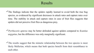 The findings indicate that the spiders rapidly learned to avoid both the true bug
species, as evidenced by significant decreases in attack rates and capture rates over
time. The stability in attack and capture rates in case of fruit flies suggests that
spiders did not perceive fruit flies as dangerous prey.
Pyrrhocoris apterus may be better defended against spiders compared to Scantius
aegyptius, but the difference was only marginally significant.
The results suggest that the mimetic relationship between the two species is most
likely Mullerian, which means that both species benefit from their resemblance to
each other.
Results
 