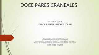 DOCE PARES CRANEALES
PRESENTADO POR
JESSICA JULIETH SANCHEZ TORRES
UNIVERSIDAD IBEROAMERICANA
MORFOFISIOLOGÍA DEL SISTEMA NERVIOSO CENTRAL
11 DE JULIO DE 2018
 