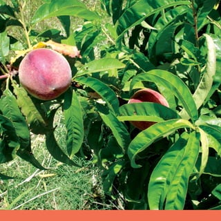 Doces e geléias   sweets and jellies   2
 