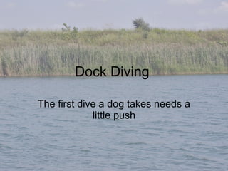 Dock Diving  The first dive a dog takes needs a little push 