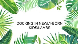 DOCKING IN NEWLY-BORN
KIDS/LAMBS
 