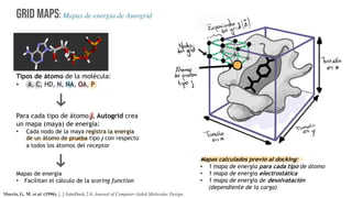 Grid MAPS: Mapas de energía de Autogrid
Tipos de átomo de la molécula:
• A, C, HD, N, NA, OA, P
Para cada tipo de átomo j, Autogrid crea
un mapa (maya) de energía:
• Cada nodo de la maya registra la energía
de un átomo de prueba tipo j con respecto
a todos los átomos del receptor
Mapas de energía
• Facilitan el cálculo de la scoring function
Morris, G. M. et al. (1996). [..] AutoDock 2.4. Journal of Computer-Aided Molecular Design.
Mapas calculados previo al docking:
• 1 mapa de energía para cada tipo de átomo
• 1 mapa de energía electrostática
• 1 mapa de energía de desolvatación
(dependiente de la carga)
012*3*4564
7
,-
+
789:#,,,,,;,,,,,,,,,,,
<=>=+5 ?
@
A*53,
B00C
DE
FGHEI*
15F6 J K 6
L
@
#
M
N
0
*7
O
&APQ
&7QQ:B
 