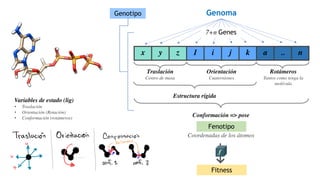 x y z 1 i j k a .. n
Variables de estado (lig)
• Traslación
• Orientación (Rotación)
• Conformación (rotámeros)
Traslación
Centro de masa
Orientación
Cuaterniones
Rotámeros
Tantos como tenga la
molécula
Estructura rígida
Conformación => pose
Fenotipo
Genoma
Genotipo
7+n Genes
Fitness
Coordenadas de los átomos
&G*4)*"5Y3 .G5E31*"5Y3 ]63S6G8*"5Y3
H
G61*3
Z>% ^
_
` a_b_[c
7*8,de#7777,77Qf,777
+
7
F6F
"63S7
g# "63S7 h
 
