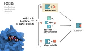 Modelos de
Acoplamiento
Receptor-Ligando
Docking:
Simulación de
Acoplamiento
Molecular Llave-cerradura
Selección
conformacional
Ajuste inducido
+
1)
2)
3)
Acoplamiento
!
()
*#
 
