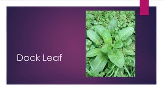 Dock Leaf
 