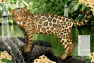 60 ENSAIO DOCOL




                                                                                        onça-pintada
                                                                                   também chamada de jaguar, é a
                                                                                 única espécie do gênero phantera
                                                                                 encontrada nas américas. símbolo
                                                                                     da nossa fauna, o felino é um
                                                                                       importante predador para a




                  DOS PRODUTOS FORAM ALTERADAS PARA COMPOSIÇÃO DESTE ENSAIO
                  IMAGENS MERAMENTE ILUSTRATIVAS. A COR E A ESTRUTURA ORIGINAL
                                                                                      estabilização do ecossistema.
                                                                                   excelente caçadora e nadadora,
                                                                                       a onça-pintada tem hábitos
                                                                                   noturnos e é solitária. a espécie
                                                                                 está classificada como ameaçada na
                                                                                   lista oficial de espécies da fauna
                                                                                    brasileira, em consequência da
                                                                                  perda de seu habitat   – a floresta
                                                                                  tropical   – e da caça por sua pele

                                                                                  compõem a ilustração destas páginas:
                                                                                          válvula de chuveiro da linha
                                                                                    pressmatic antivandalismo, ducha
                                                                                 higiênica especial da linha docolbase,
                                                                                 chuveiro da linha tradicional, cabide
                                                                                        da linha de acessórios quyron
 