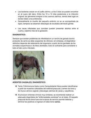  Las bacterias crecen en el cuello uterino y a los 5 días se pueden encontrar en el cuero del útero. Entre los 10 a 14 días posteriores a la infección original, los gérmenes emigran a los cuernos uterinos, siendo éste lugar en donde matan a los embriones. 
 Generalmente la muerte del pequeño embrión no se ve acompañada de signo, tampoco se observan descargas de exudados del tracto genital. 
 Las vacas infectadas que conciben pueden presentar abortos entre el cuarto y séptimo mes de la gestación. 
DIAGNOSTICO: 
Siempre que existan problemas de infertilidad en un rancho de ganado bovino productor de carne se debe sospechar de vibriosis; sin embargo, el diagnóstico definitivo depende del aislamiento del organismo a partir de los genitales de los animales sospechosos o de fetos abortados. Esto es suficiente para considerar a todo el hato como infectado. 
AGENTES CAUSALES; DIAGNÓSTICO: 
 Tanto Tritrichomona foetus como Campylobacter fetus pueden identificarse a partir de muestras colectadas del material prepucial y semen de toros y de mucus cérvico-vaginal y descargas uterinas de vacas y vaquillonas. 
 Al provocar síntomas clínicos muy similares, se recomienda realizar un adecuado diagnóstico de "enfermedades venéreas" en el rodeo. El raspado prepucial de los toros fuera de la época de servicio permite detectar y eliminar los positivos e ingresar al rodeo toros sanos.  