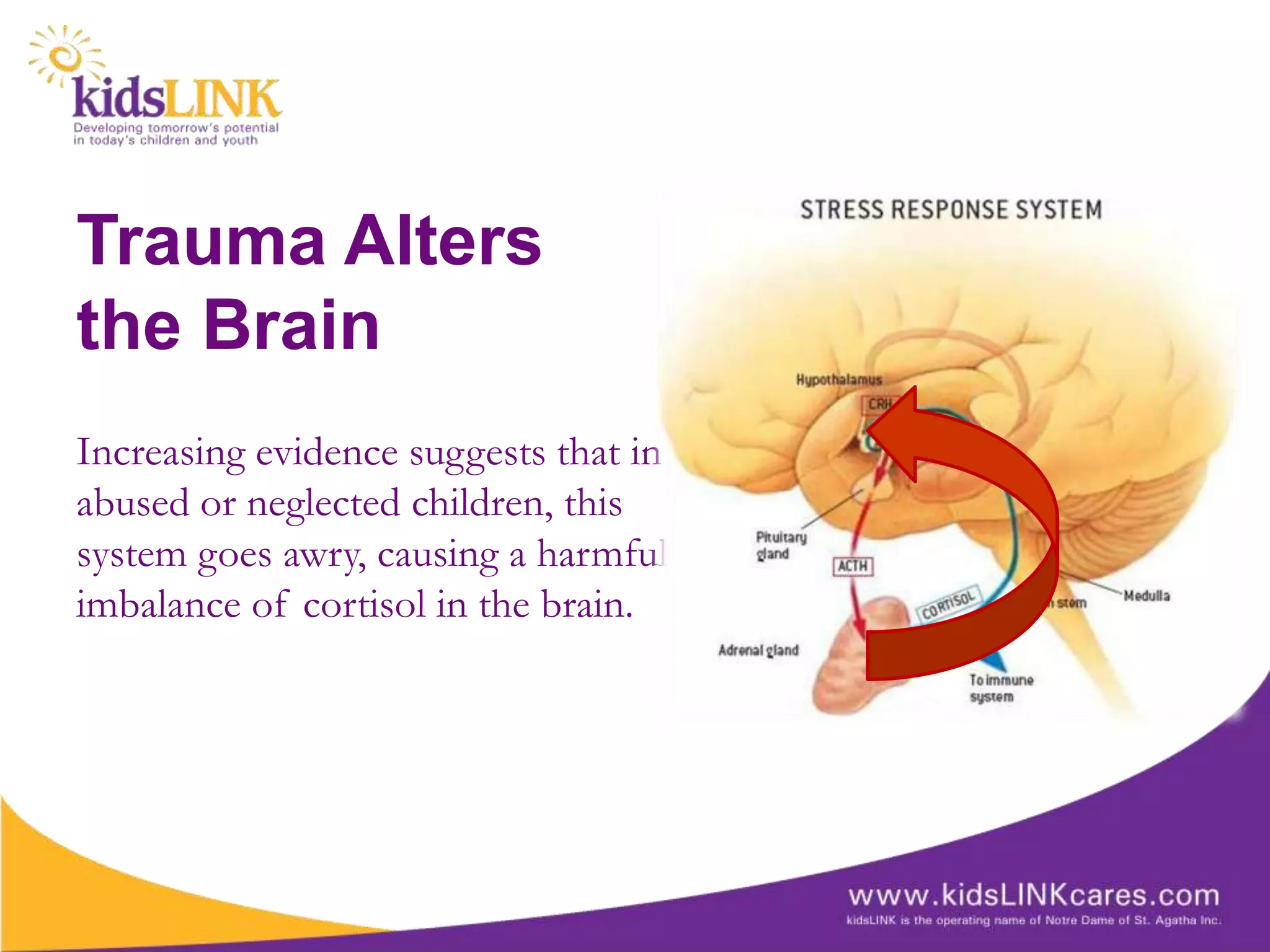 Trauma Alters
the Brain
Increasing evidence suggests that in
abused or neglected children, this
system goes awry, causing a harmful
imbalance of cortisol in the brain.
 