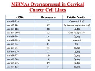 miRNA Chromosome Putative Function
hsa-miR-210 11 Oncogenic (og)
hsa-miR-182 07 Og/tumeor suppressor(tsg)
hsa-miR-183 08 Og/tsg
hsa-miR-200c 12 Tumor suppressor
hsa-miR-203 14 Og/tsg
hsa-miR-193b 16 oncogenic
hsa-miR-34a 01 tsg
hsa-miR-31 11 og/tsg
hsa-miR-210 11 Og/tsg
hsa-miR-27a 19 Og/tsg
hsa-miR-503 X Og/tsg
hsa-miR-27b 09 Og/tsg
hsa-miR-127 14 og/tsg
 