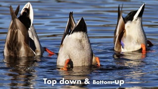 Top down & Bottom-up©graphic : allofnature.blogspot.nl/
 