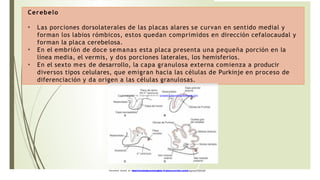 Labios Rombicos docsity-capitulo-18-sistema-nervioso-central-lagman.pptx
