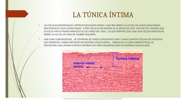 Estructura Histológica y Funcional de los Vasos Sanguíneos: Capas y ...