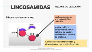 Ribosomas bacterianos: Las lincosamidas se
unen a la sub. 50s.
rRAN 23s.
MECANISMO DE ACCIÓN
Compiten contra macrólidos y
cloranfenicol por el sitio de acción.
Impide unión o
disocia el aa-tRNA
del sitio de acción .
Inhibiendo la síntesis
de proteína.
Document shared on www.docsity.com
Downloaded by: frida-estefania-orozco-esparza (freidaorozco@gmail.com)
 