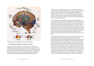 Ilustración 3: Estructuras Anatómicas del cerebro. Jerelez y Saiz 2008
3. 3 Neurobiología de la integración y representación sensorial
Existe una jerarquía en la organización neuroaxial de forma que las diferentes áreas
cerebrales llevan a cabo funciones específicas sometidas a control y modulación de modo
que la complejidad del procesamiento de la información aumenta progresivamente . Desde la
periferia pueden provocarse, con determinados estímulos, respuestas en niveles superiores
que fuercen la organización o la adquisición de determinadas funciones. La lateralidad
cerebral se expresa en tres aspectos: simetría anatómica, diferencias funcionales
Document shared on www.docsity.com
Downloaded by: lohane-navega-1 (lohane.ufrj@gmail.com)
unilaterales, como la localización del lenguaje, el habla y el procesamiento analítico en el
hemisferio izquierdo, y habilidades temporoespaciales, musicales y el repertorio emocional y
humorístico,mientras que el derecho tiene el control sensoriomotor contralateral. La
especialización estructural y funcional es una característica destacada de la organización
cortical. Los sistemas sensitivos y motores poseen células especializadas y distinguibles
desde un punto de vista funcional, y ello permite una mayor velocidad de procesamiento de
información y adecuación de respuestas.
Las vías neuronales y sus proyecciones se someten a una organización topográfica, de
forma que cada área visual se proyecta de manera diferente sobre la corteza visual occipital
a través del tálamo. Las fibras que conducen la información visual procedente de la retina
retienen esta distinta información conforme progresan hacia el tronco cerebral, el tálamo y la
corteza visual, existiendo una continuidad en la representación sobre la corteza visual de
áreas adyacentes del campo visual que se organizan en zonas con sensibilidad a una misma
orientación y en forma espiral. La misma relación existe entre un área definida de la corteza
auditiva organizada en franjas de isofrecuencia y las células específicas de frecuencia de la
cóclea, del mismo modo, para la información somatosensorial se distribuyen mapas
topográficos o somatotópicos de las diferentes funciones en el área motora primaria. (Pinel
2001).
En el neurodesarrollo existen dos fases, condicionado por factores genéticos. En la primera
el comportamiento expresado no depende de la experiencia externa. Sin embargo
posteriormente se inician situaciones específicas dependientes de la edad, en las cuales los
estímulos aferentes juegan un papel primordial.En cuanto a las áreas correspondientes al
lenguaje y su configuración en un momento determinado del neurodesarrollo, los niños de 4
años de edad tienen muy bien localizada la representación del lenguaje, en el hemisferio
izquierdo, prácticamente igual que en el adulto. Sin embargo, la corteza cerebral involucrada
en las funciones lingüísticas también es sensible a la experiencia, de forma que los locus
relacionados con los procesos de lenguaje no son estables en el tiempo, incluso en el adulto,
y se expanden o contraen según la experiencia y las necesidades. Inicialmente ocupan áreas
más amplias en el córtex perisilviano, que van concentrándose conforme se alcanza la
competencia en el lenguaje, con base en una mayor complejidad y nivel de especialización,
de forma que las áreas periféricas que originariamente se relacionaron con el lenguaje
Document shared on www.docsity.com
Downloaded by: lohane-navega-1 (lohane.ufrj@gmail.com)
 