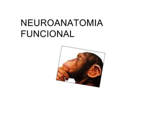 NEUROANATOMIA
FUNCIONAL
 