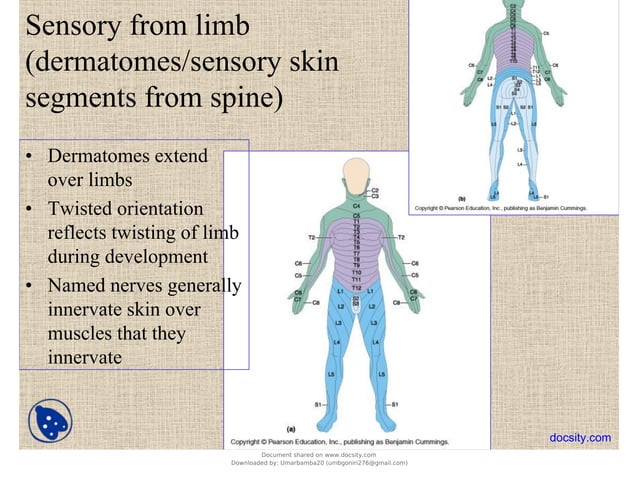 Upper Limb Basic Human Anatomy Lecture Slides Pdf Upper Limb Basic Human Anatomy Lecture Slides Pdf