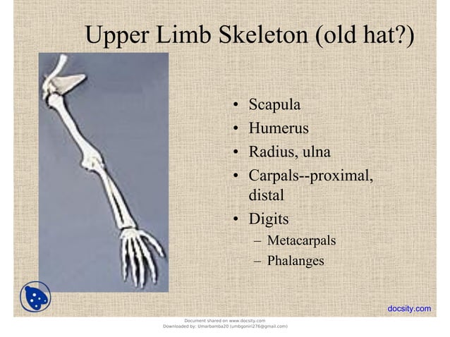 Upper Limb Basic Human Anatomy Lecture Slides Pdf Upper Limb Basic Human Anatomy Lecture Slides Pdf