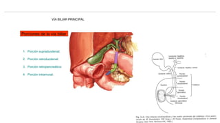 VÍA BILIAR PRINCIPAL
Porciones de la vía biliar
1. Porción supraduodenal:
2. Porción retroduodenal:
3. Porción retropancreática:
4. Porción intramural:
 