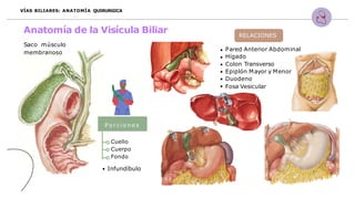 RELACIONES
P o r c i o n e s
Anatomía de la Visícula Biliar
VÍAS BILIARES: ANATOMÍA QUIRURGICA
Saco músculo
membranoso
Cuello
Cuerpo
Fondo
Infundíbulo
Pared Anterior Abdominal
Hígado
Colon Transverso
Epiplón Mayor y Menor
Duodeno
Fosa Vesicular
 