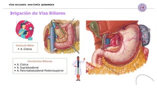 Vesícula Biliar
A. Cística
Conductos Biliares
A. Cística
A. Supraduodenal
A. Pancreatoduodenal Posterosuperior
VÍAS BILIARES: ANATOMÍA QUIRURGICA
I
rrigación de Vías Biliares
 