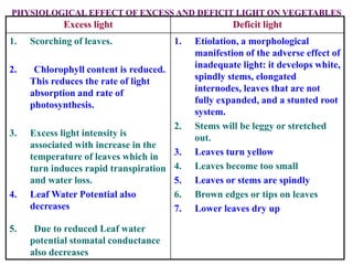 PHYSIOLOGICAL EFFECT OF EXCESS AND DEFICIT LIGHT ON VEGETABLES
Excess light Deficit light
1. Scorching of leaves.
2. Chlorophyll content is reduced.
This reduces the rate of light
absorption and rate of
photosynthesis.
3. Excess light intensity is
associated with increase in the
temperature of leaves which in
turn induces rapid transpiration
and water loss.
4. Leaf Water Potential also
decreases
5. Due to reduced Leaf water
potential stomatal conductance
also decreases
1. Etiolation, a morphological
manifestion of the adverse effect of
inadequate light: it develops white,
spindly stems, elongated
internodes, leaves that are not
fully expanded, and a stunted root
system.
2. Stems will be leggy or stretched
out.
3. Leaves turn yellow
4. Leaves become too small
5. Leaves or stems are spindly
6. Brown edges or tips on leaves
7. Lower leaves dry up
 