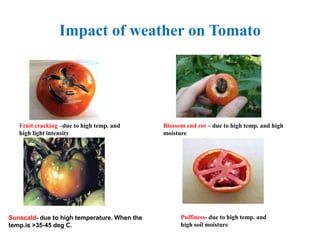 Impact of weather on Tomato
Fruit cracking –due to high temp. and
high light intensity
Blossom end rot – due to high temp. and high
moisture
Puffiness- due to high temp. and
high soil moisture
Sunscald- due to high temperature. When the
temp.is >35-45 deg C.
 