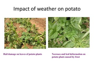 Impact of weather on potato
Necroses and leaf deformation on
potato plant caused by frost
Hail damage on leaves of potato plants
 