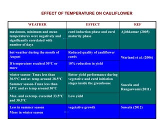 WEATHER EFFECT REF
maximum, minimum and mean
temperatures were negatively and
significantly correlated with
number of days
curd induction phase and curd
maturity phase
Ajithkumar (2005)
hot weather during the month of
August
Reduced quality of cauliflower
curds Warland et al. (2006)
If temperature reached 30°C or
more
10% reduction in yield
winter season- Tmax less than
30.5°C and av temp around 28.5°C
Summer season-Tmax less than
33°C and av temp around 30°C
Better yield performance during
vegetative and curd initiation
stages inside the greenhouse Suseela and
Rangaswami (2011)
Max. and av.temp. exceeded 33.5°C
and 30.5°C
Low yield
Less in summer season
More in winter season
vegetative growth Suseela (2012)
EFFECT OF TEMPERATURE ON CAULIFLOWER
 