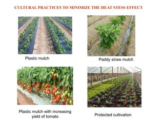 Plastic mulch Paddy straw mulch
Plastic mulch with increasing
yield of tomato Protected cultivation
CULTURAL PRACTICES TO MINIMIZE THE HEAT STESS EFFECT
 