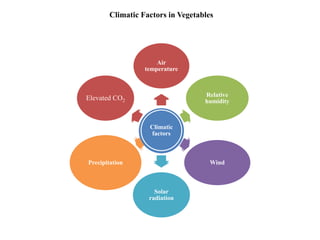 Climatic
factors
Air
temperature
Relative
humidity
wind
Solar
radiation
precipitation
Elevated
CO2
Climatic Factors in Vegetables
Climatic
factors
Air
temperature
Relative
humidity
Wind
Solar
radiation
Precipitation
Elevated CO2
 