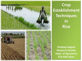 Crop
Establishment
Techniques
in
Rice
Pardeep Sagwal
Research Scholar
Dept. of Agronomy
CCS HAU Hisar
 