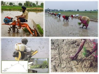 Beushening In Rice Rice Crop establishment techniques in South Asia by Pardeep Sagwal CCS ...