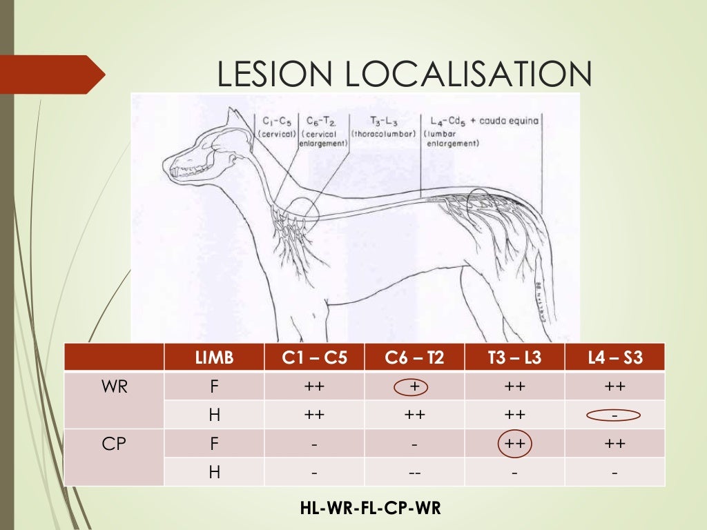 AN APPROACH TO NEUROLOGICAL EMERGENCIES IN DOGS