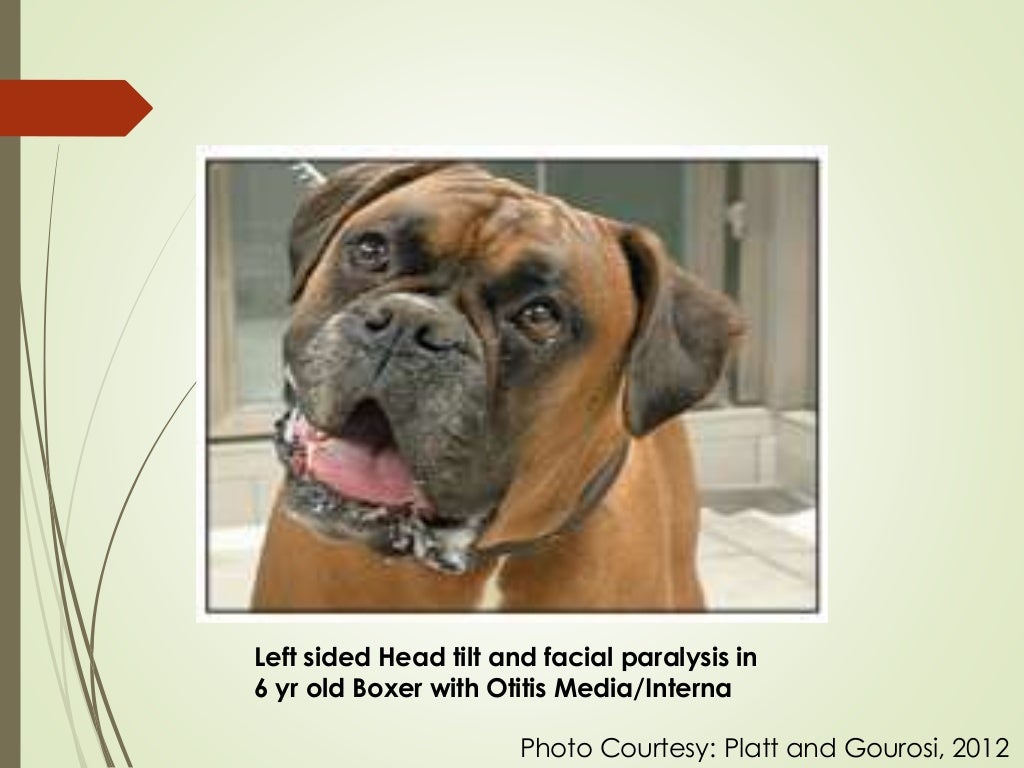 AN APPROACH TO NEUROLOGICAL EMERGENCIES IN DOGS