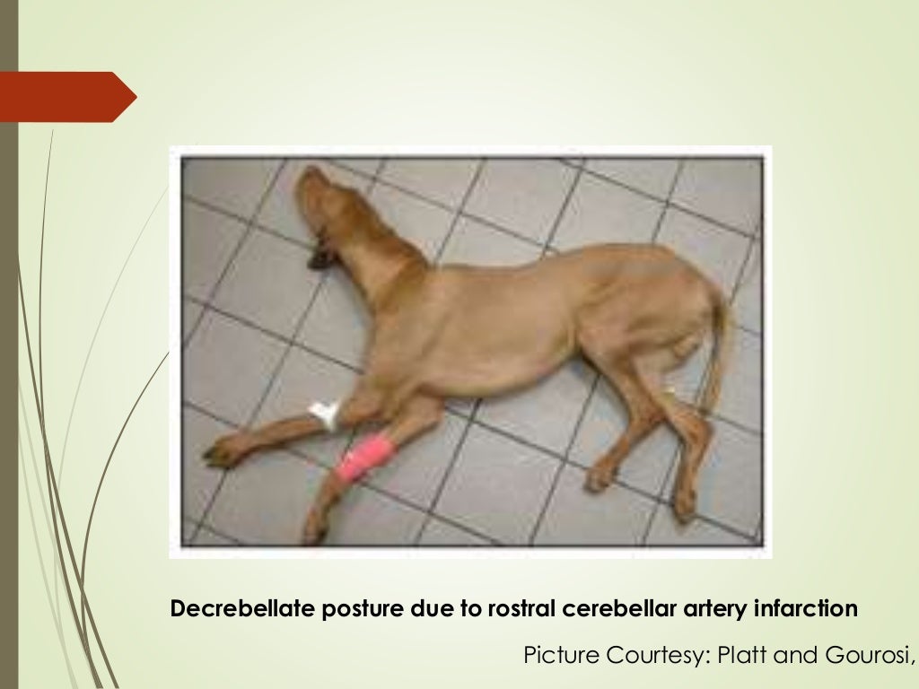 AN APPROACH TO NEUROLOGICAL EMERGENCIES IN DOGS