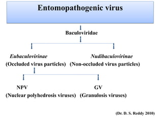 Entomopathogenic virus
Baculoviridae
Eubaculovirinae Nudibaculovirinae
(Occluded virus particles) (Non-occluded virus particles)
NPV GV
(Nuclear polyhedrosis viruses) (Granulosis viruses)
_
_
_
_
_
_
_
_
_
_
_
_
_
_
_
_
_
_
_
_
_
_
_
_
(Dr. D. S. Reddy 2010)
 