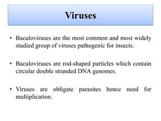 Viruses
• Baculoviruses are the most common and most widely
studied group of viruses pathogenic for insects.
• Baculoviruses are rod-shaped particles which contain
circular double stranded DNA genomes.
• Viruses are obligate parasites hence need for
multiplication.
 