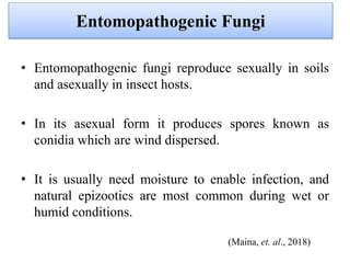 • Entomopathogenic fungi reproduce sexually in soils
and asexually in insect hosts.
• In its asexual form it produces spores known as
conidia which are wind dispersed.
• It is usually need moisture to enable infection, and
natural epizootics are most common during wet or
humid conditions.
(Maina, et. al., 2018)
Entomopathogenic Fungi
 